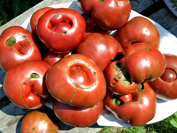 ugly tomatoes