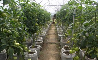 tomatoes in bags