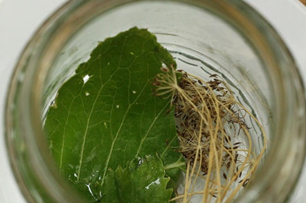 preparation of cans and seasonings