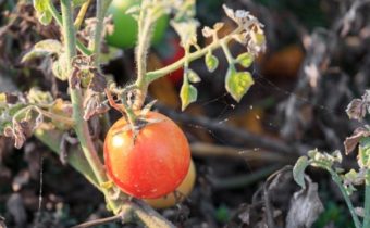 mite on tomatoes