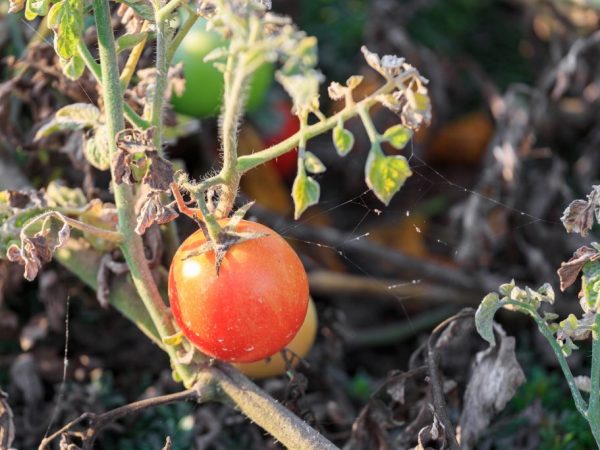mite on tomatoes