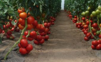 care for tomatoes in autumn