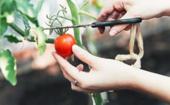 woman cuts tomato