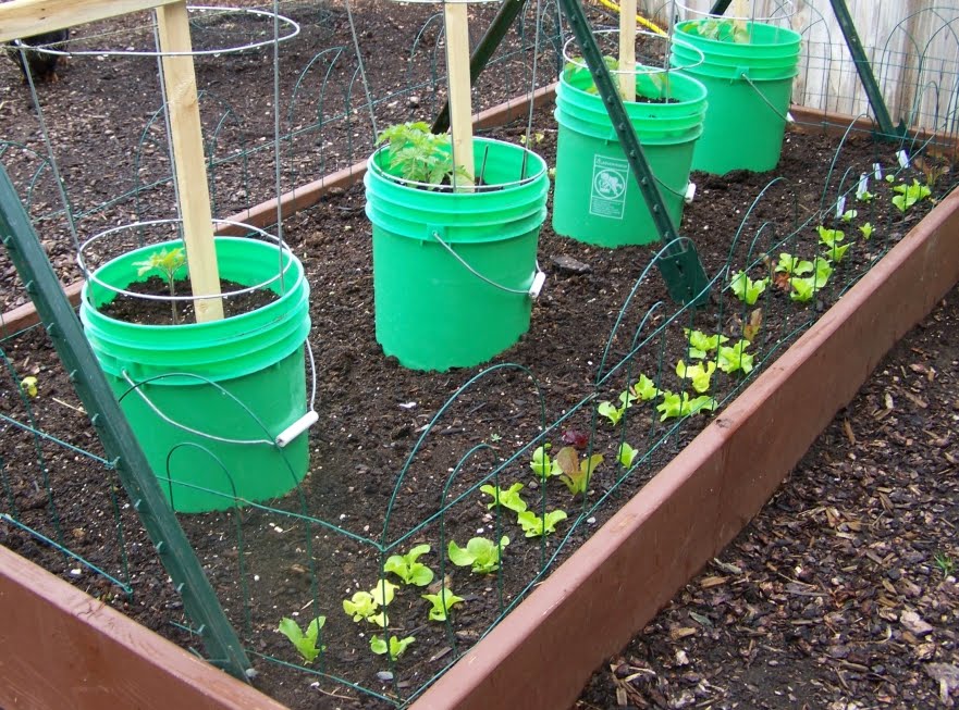 growing in buckets