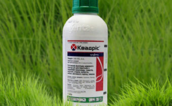 Fungicide Kvadris for tomatoes