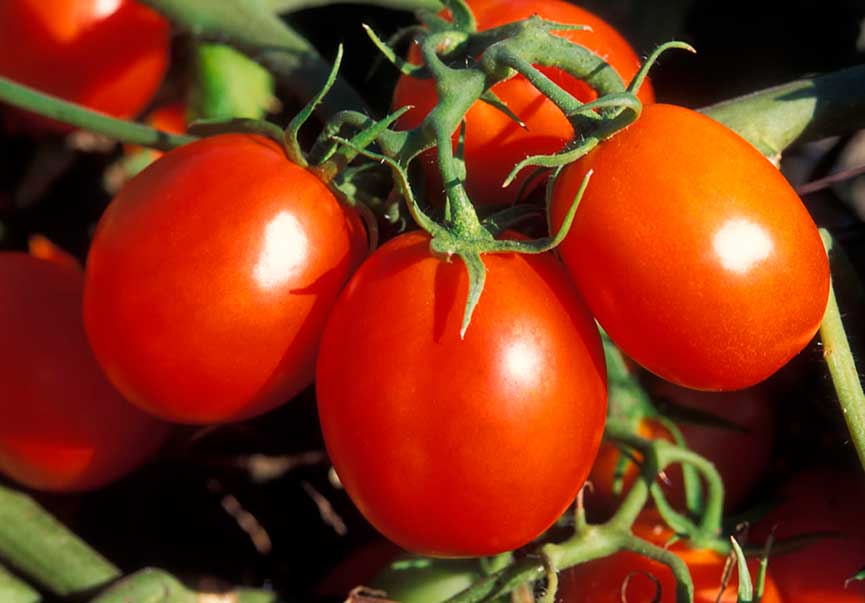 F1 tomato hybrids