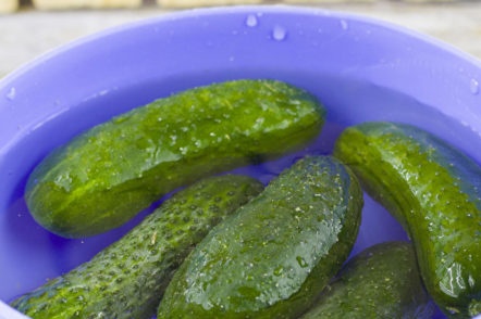 my cucumbers