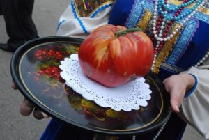 rajčica