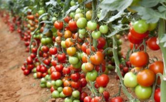 Normalize tomatoes
