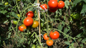 Normalize tomatoes