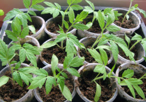 Tomato seedling