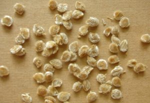 Seeds