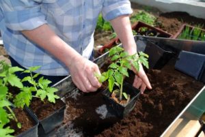 Tomato seedling