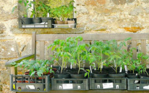 In pots