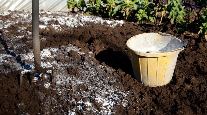 soil liming under tomatoes