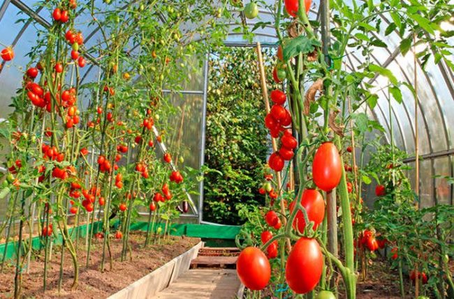 soil liming under tomatoes
