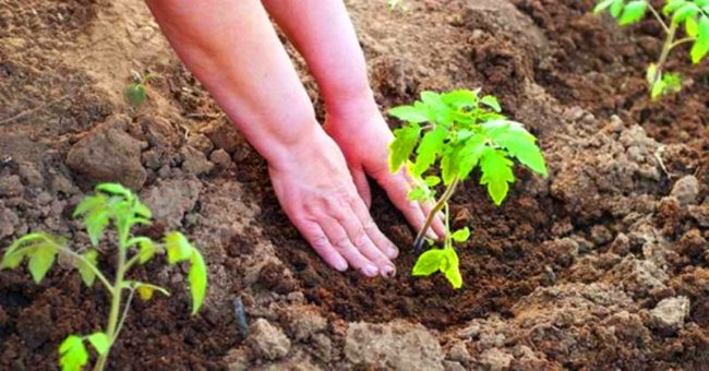 soil liming under tomatoes