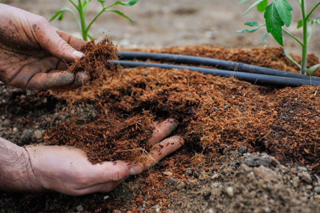soil liming under tomatoes