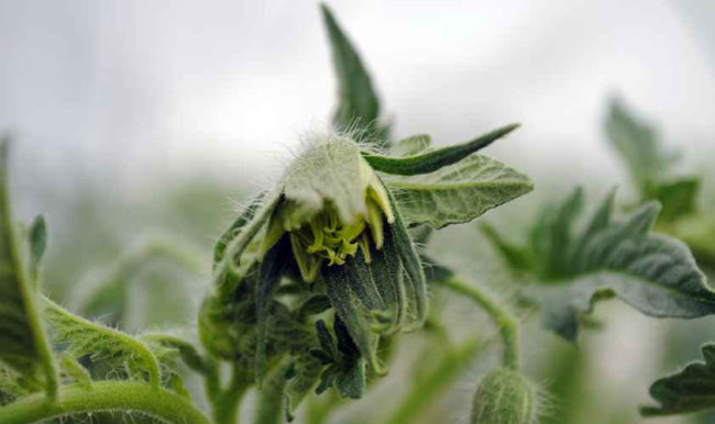 Fasciation (Topping of tomato flowers