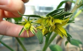 double flower of tomatoes