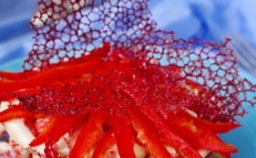 Coral Reef Salad