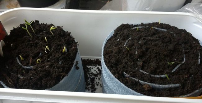 sowing tomatoes in a snail