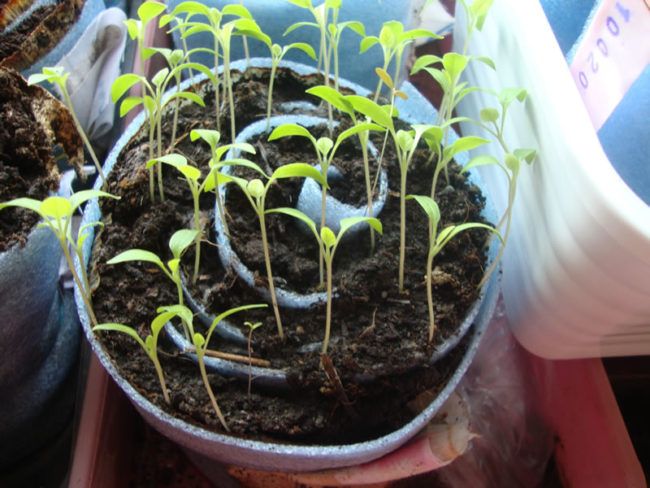 sowing tomato seedlings in a snail