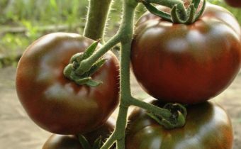 best black tomatoes