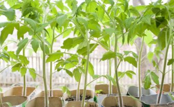 tomato seedlings