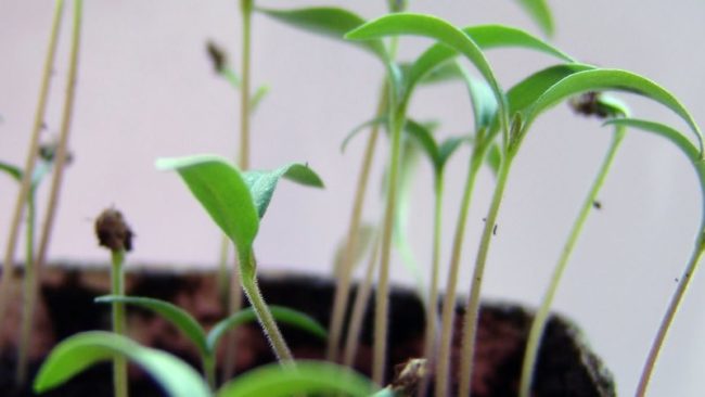 Tomato seedlings thin and long