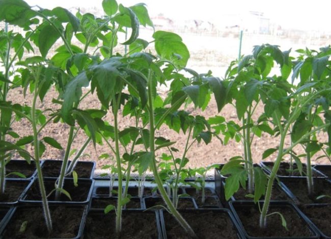 Tomato seedlings thin and long