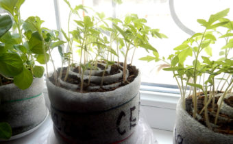 seedlings without land