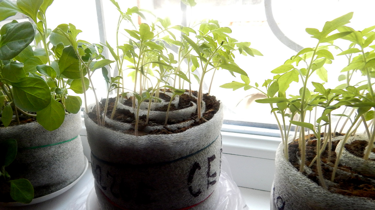 seedlings without land