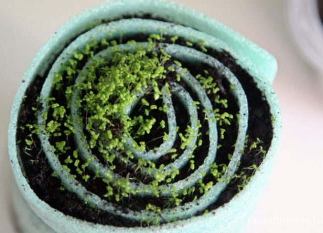 sprouts in a snail