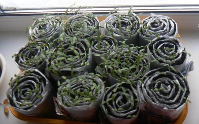 sprouts in a snail