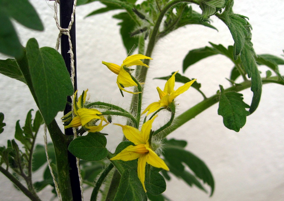 seedlings have blossomed