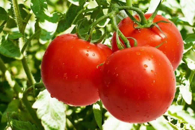 early ripe varieties of tomatoes