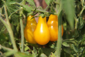 Yellow drop