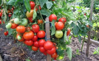 tomatoes