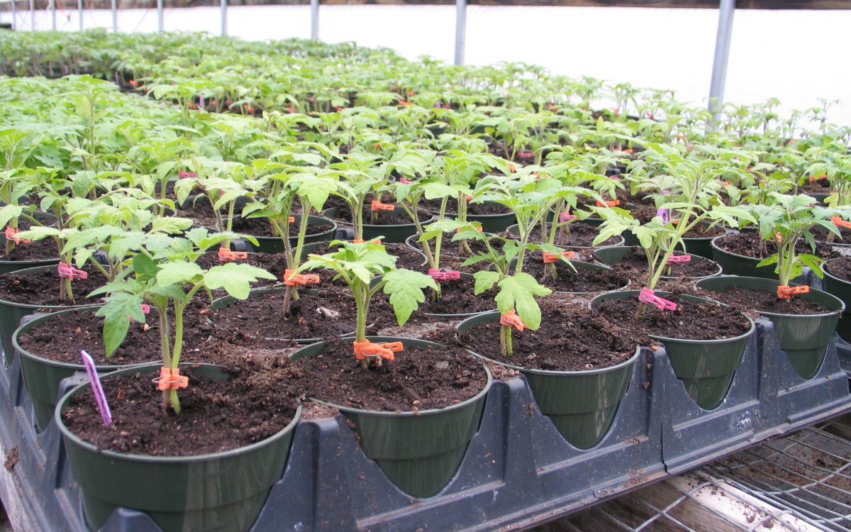grafting of tomatoes