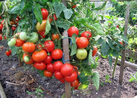 tomatoes