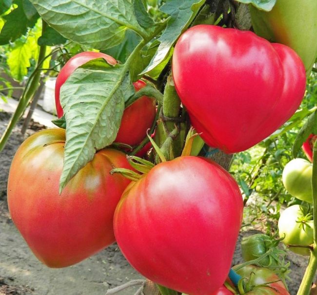 sweet variety of tomato