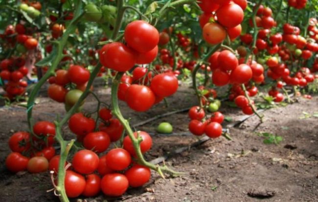 sweet varieties of tomatoes