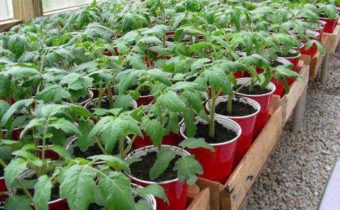 seedlings