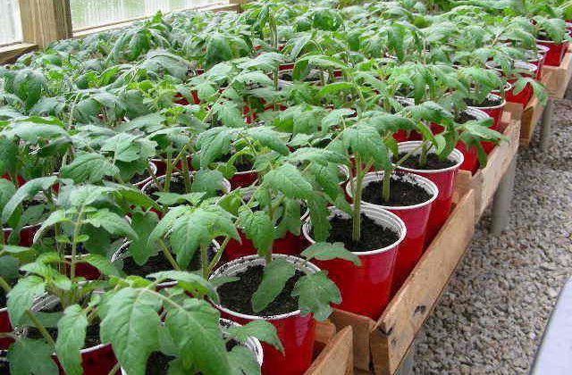 seedlings