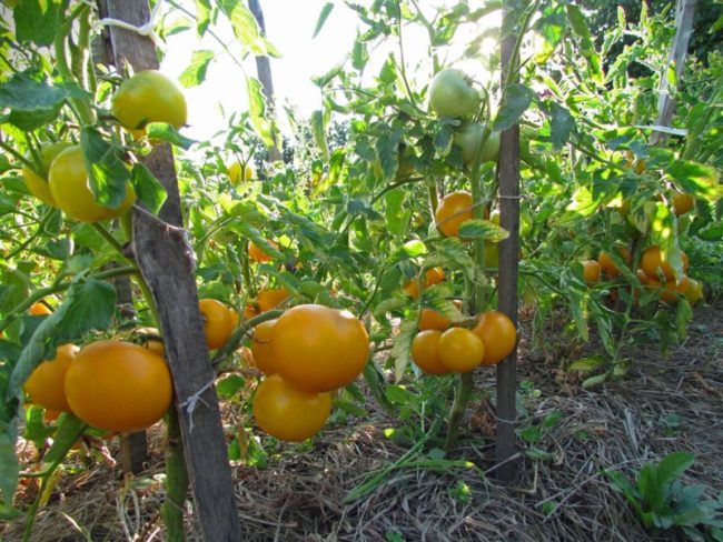 tomato sweet donut