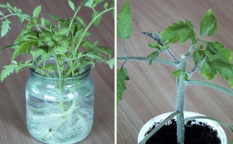 tomatoes