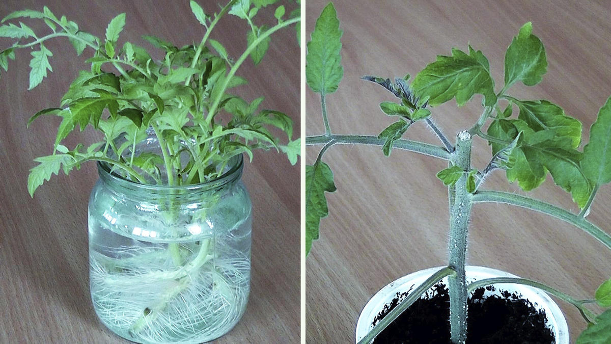 tomatoes
