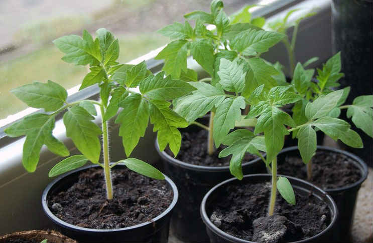tomatoes