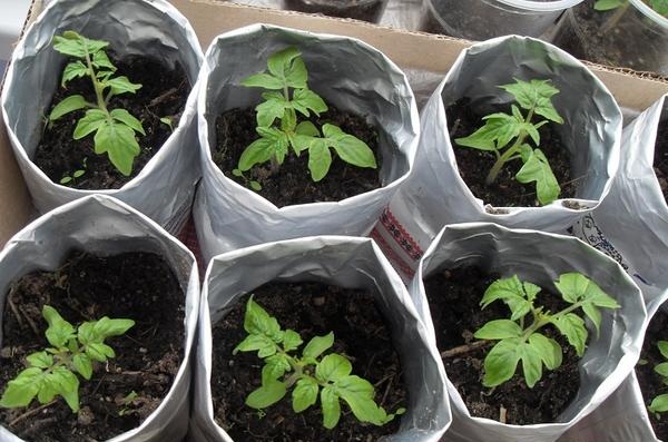 seedlings